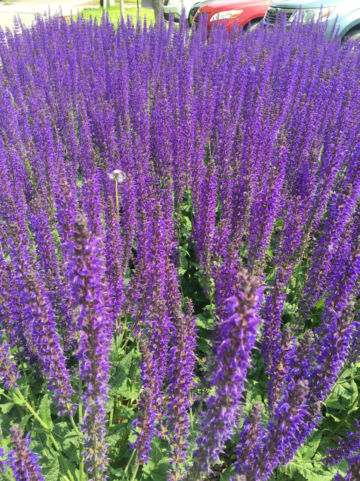 2019-06-02-11.51.29-small-rotated